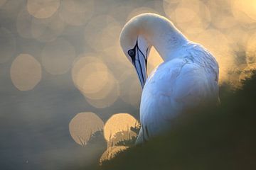 Gannets Helgoland Island Germany by Frank Fichtmüller
