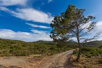 Tree in Ibiza