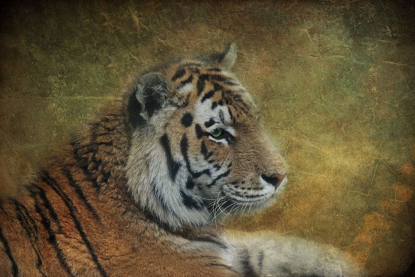 Tiger Lilly von Claudia Moeckel