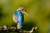 IJsvogel op tak