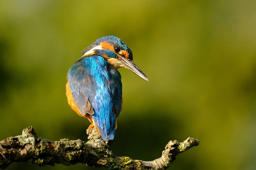 Martin-pêcheur sur une branche par NatureBliss