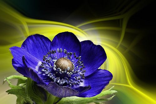 Anemoon tegen een kleurrijke abstracte achtergrond