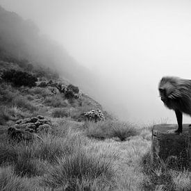 Gelada-Affe im äthiopischen Hochgebirge von Arno Maetens