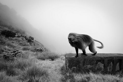 Gelada monkey in Ethiopian high mountains by Arno Maetens