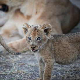 Löwenjunges in Südafrika von Tom Zwerver