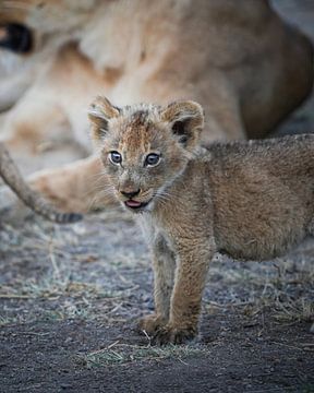 Leeuwen welpje in Zuid-Afrika van Tom Zwerver
