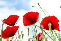 Poppies