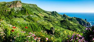 Flores