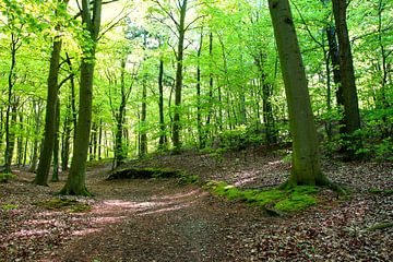 Spring van Ostsee Bilder