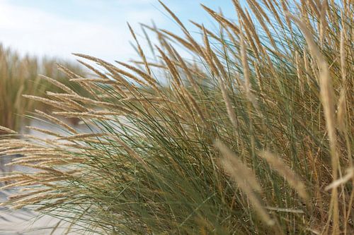 Schiermonnikoog - Marram grass in bloom