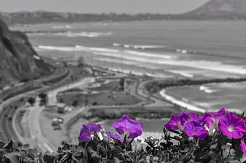 Purple flowers on the coastline of Lima, Peru