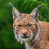 Le Lynx - Lynx lynx sur Rob Smit