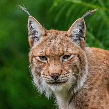 Der Luchs - Lynx lynx