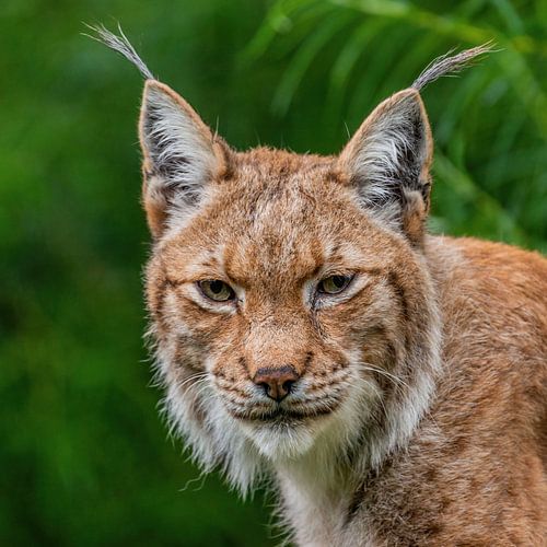 De Lynx - Lynx lynx