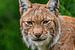 De Lynx - Lynx lynx van Rob Smit