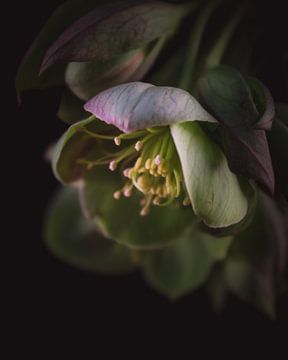 Old pink flower dark & moody van Sandra Hazes