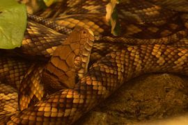 Amethystpython von Ingo Rasch