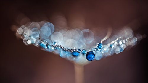 Druppels op een morgenster pluisje 3