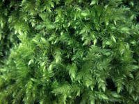 Moss