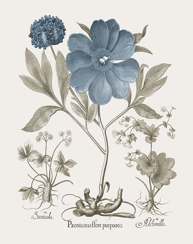 Basilius Besler-Coralina peony Lady's-mantle Sanicle