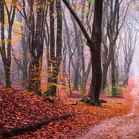 The path from our dreams by Tvurk Photography