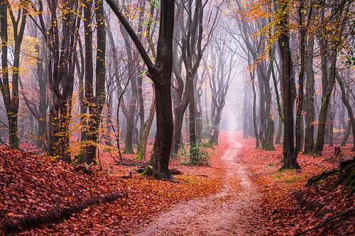 Der Weg unserer Träume