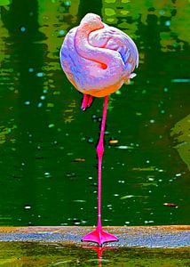 Rosa Flamingo