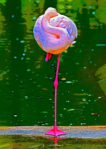 Rosa Flamingo von Leopold Brix