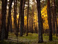Sunlight on autumn leaves