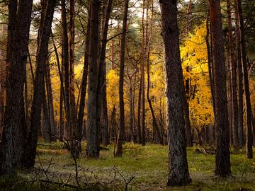 Sonnenlicht auf Herbstblättern