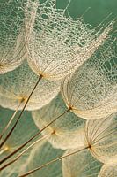 Der Flaum einer Tragopogon funkelt im Licht