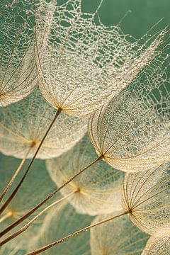 Pluisjes van een Tragopogon schitteren in het licht van Marjolijn van den Berg