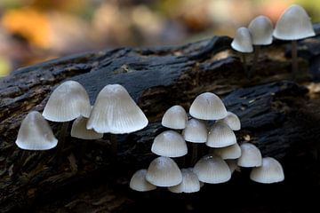 Mushrooms pale yellow Mycena or flavoalba on a tree stump in autumn by W J Kok