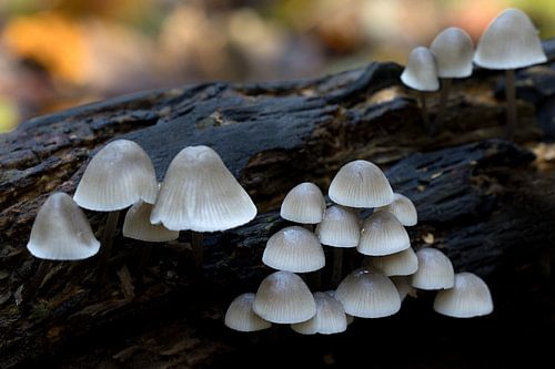 Mushrooms pale yellow Mycena or flavoalba on a tree stump in autumn