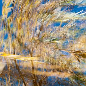 Willow shaken by the wind by Carlos Charlez