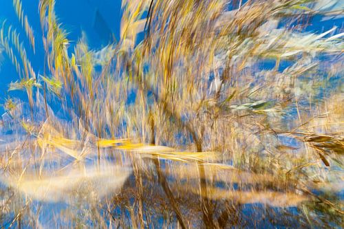 Willow shaken by the wind