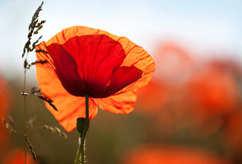 Mohn 9
