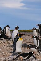 De Koningspinguin