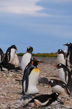 The king penguin by Laurine Hofman