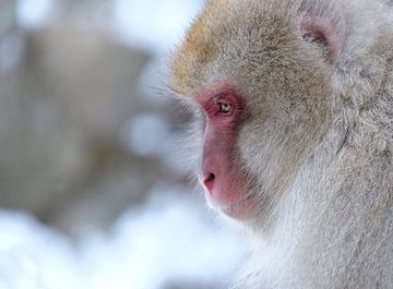 Japanse makaak in een besneeuwd landschap van Lensw0rld