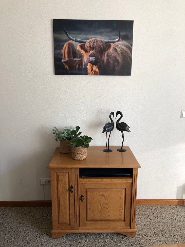 Schotse Hooglander bij avondlicht. Gouden uur. van Henk Van Nunen Fotografie