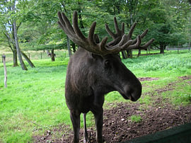 Ontmoeting met Knut de eland 2 van Helmut Martin - The Art of Stone - Steinkunst & Photographie