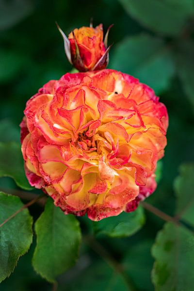 Orange Rose by Michel Groen