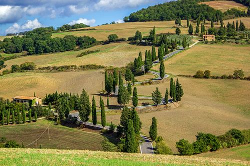 Laan met cipressen in Toscane, Italië