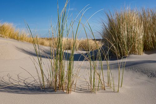 Strand op het eiland Schiermonnikoog in de Waddenzee