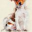 Jackrussel