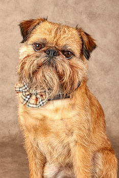 chien pétillant