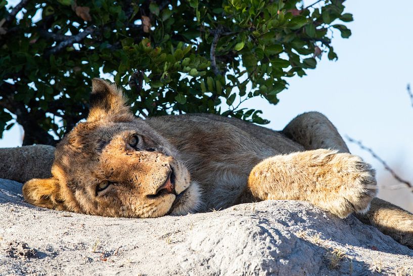 Sleepy Lion by Martin Schuit
