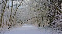 Pad door een besneeuwd winterbos