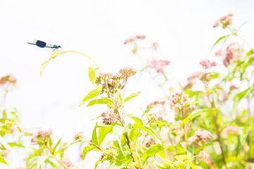 Große Heidelibelle zwischen Blumen von Danny Slijfer Natuurfotografie